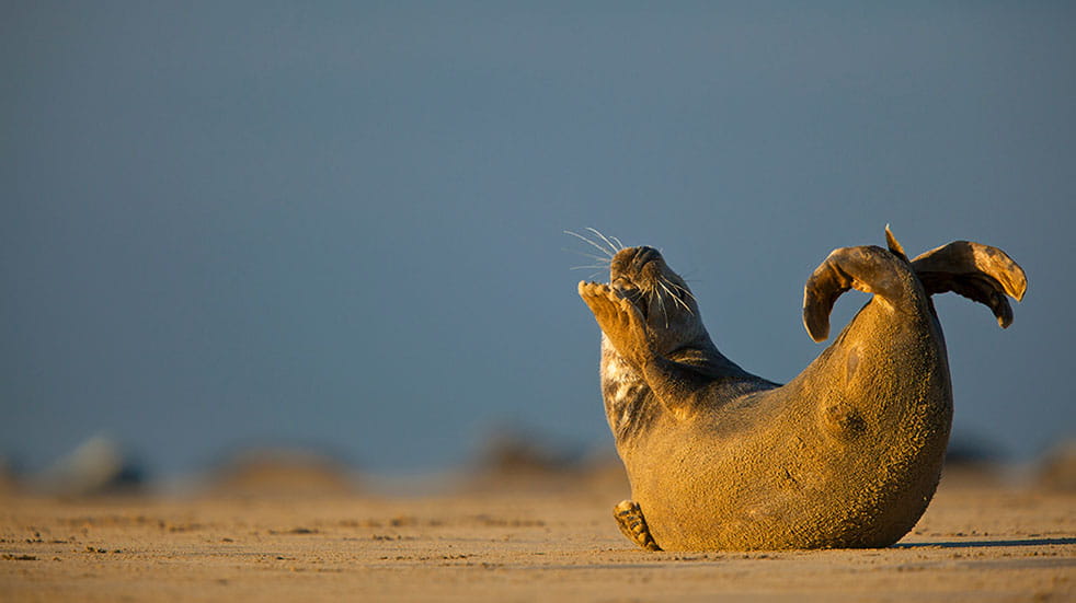 Wildlife photography tips seal